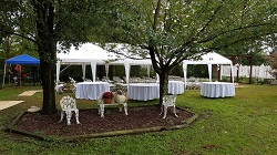 Small Weddings or Events