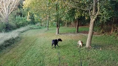 Dog Walking Trail