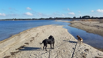 Dogs at Guard Shore Beach